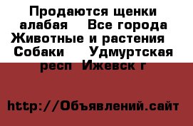 Продаются щенки алабая  - Все города Животные и растения » Собаки   . Удмуртская респ.,Ижевск г.